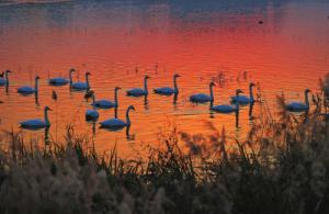 來約！萬只白天鵝在三門峽等你